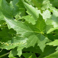 Click for 4 image(s) for this accession. Image