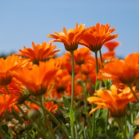 Click for 9 image(s) for this accession. Image