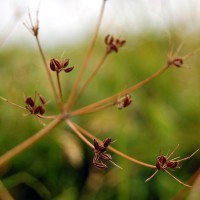 Click for 1 image(s) for this accession. Image