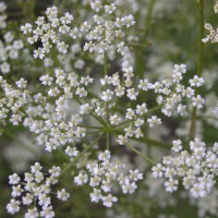 Click for 3 image(s) for this accession. Image
