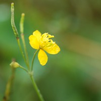 Click for 1 image(s) for this accession. Image