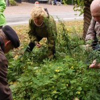 Click for 2 image(s) for this accession. Image