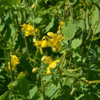 Click for 1 image(s) for this accession. Image