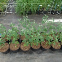 Click for 1 image(s) for this accession. Image