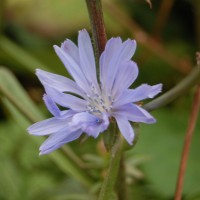 Click for 1 image(s) for this accession. Image