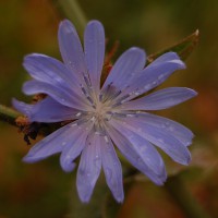 Click for 1 image(s) for this accession. Image
