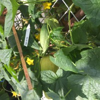 Click for 3 image(s) for this accession. Image