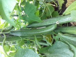 Click for 1 image(s) for this accession. Fruit