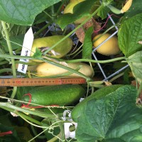 Click for 3 image(s) for this accession. Image