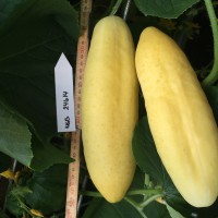 Click for 2 image(s) for this accession. Image