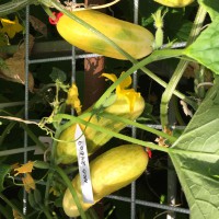 Click for 1 image(s) for this accession. Image