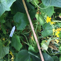 Click for 1 image(s) for this accession. Image