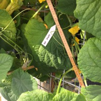 Click for 1 image(s) for this accession. Image