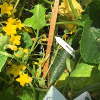 Click for 1 image(s) for this accession. Image