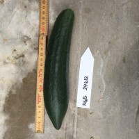 Click for 2 image(s) for this accession. Image