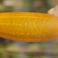 Click for 1 image(s) for this accession. Image