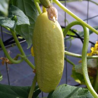 Click for 4 image(s) for this accession. Image