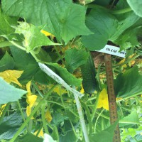 Click for 2 image(s) for this accession. Image