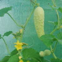 Click for 4 image(s) for this accession. Image