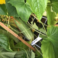 Click for 1 image(s) for this accession. Image