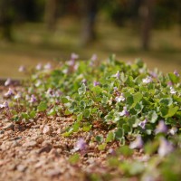 Click for 2 image(s) for this accession. Image