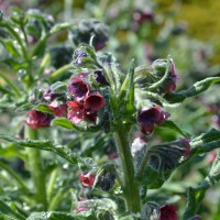 Click for 1 image(s) for this accession. Image