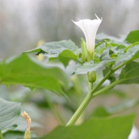 Click for 1 image(s) for this accession. Image