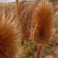 Click for 1 image(s) for this accession. Image