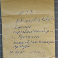 Click for 1 image(s) for this accession. Image