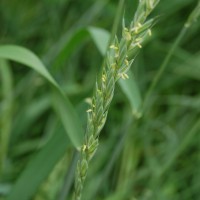 Click for 4 image(s) for this accession. Image
