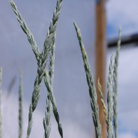 Click for 4 image(s) for this accession. Image