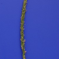 Click for 1 image(s) for this accession. Image