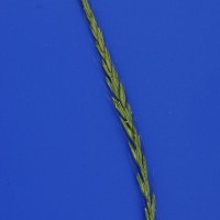 Click for 2 image(s) for this accession. Image