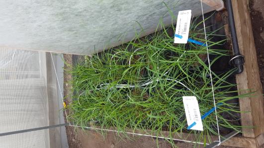 Click for 9 image(s) for this accession.