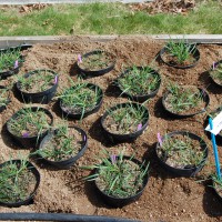 Click for 2 image(s) for this accession. Image