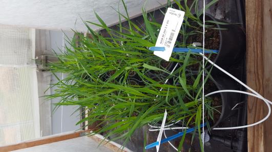 Click for 4 image(s) for this accession.