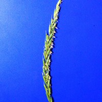 Click for 1 image(s) for this accession. Image