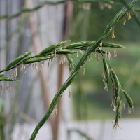 Click for 2 image(s) for this accession. Image