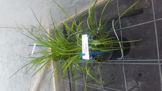 Click for 5 image(s) for this accession.