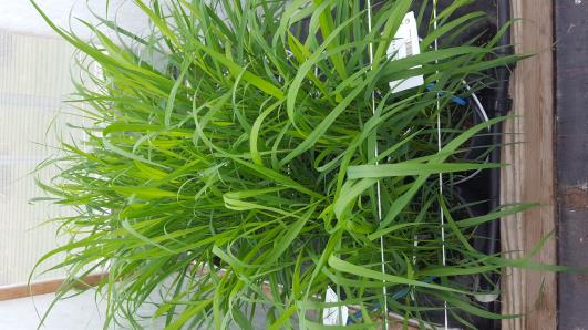 Click for 5 image(s) for this accession.