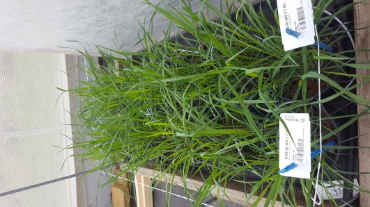 Click for 8 image(s) for this accession.