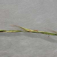 Click for 7 image(s) for this accession. Image