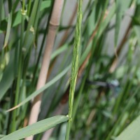 Click for 5 image(s) for this accession. Image