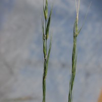 Click for 3 image(s) for this accession. Image