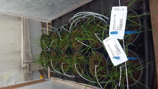 Click for 3 image(s) for this accession.