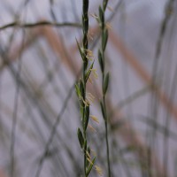 Click for 4 image(s) for this accession. Image