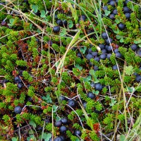 Click for 1 image(s) for this accession. Image