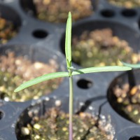 Click for 1 image(s) for this accession. Image