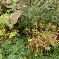 Click for 2 image(s) for this accession. Image