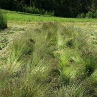 Click for 2 image(s) for this accession. Image